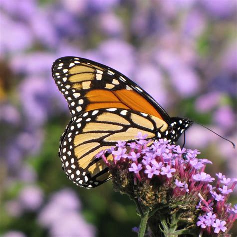 Flowers That Attract Monarch Butterflies Growing Organic