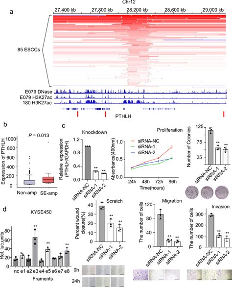 Driver Gene PTHLH A Focal Amplifications In 85 ESCCs Around Gene PTHLH