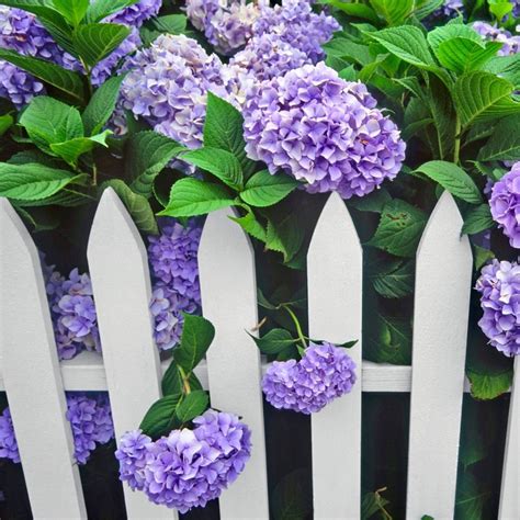 White Vinyl Picket Fence Gate — Madison Art Center Design