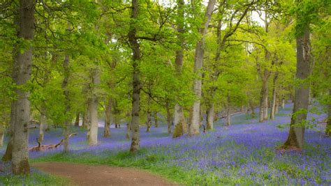 Bluebell Woods Blanketing These Ancient Woods With Their D Flickr