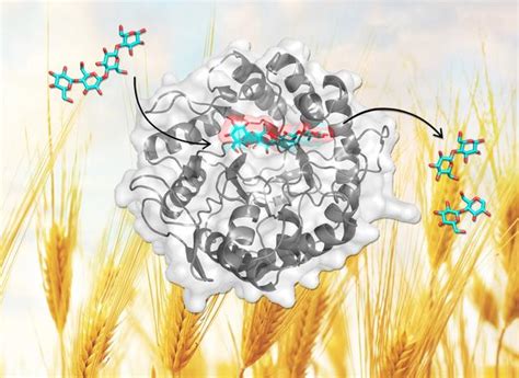 天津工生所等β 甘露聚糖酶結構解析研究取得進展 每日頭條