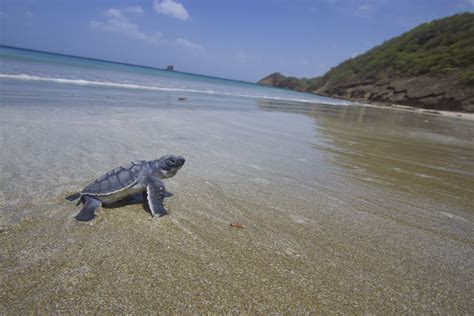 Sea Turtle Diet — SEE Turtles