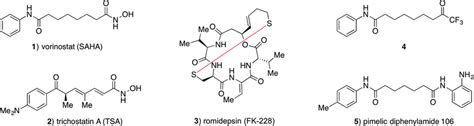 Structures of selected HDAC inhibitors. | Download Scientific Diagram