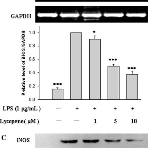 Effects Of Map Kinase Inhibitors On Lps Induced No And Il Production