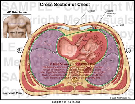 Anatomy Of Chest And Heart : Anatomic Model Of The Chest Organs Trachea ...