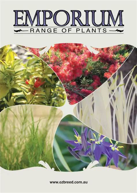 Pure Blonde Liriope Muscari LIRBLONDE PBR This Unique Liriope Has Blonde Foliage In Spring