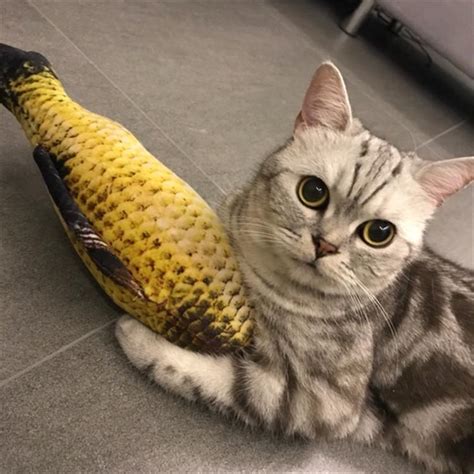Купить Плюшевая кошка Рыба Мятная рыба Домашняя кошка Игра в погоню ...