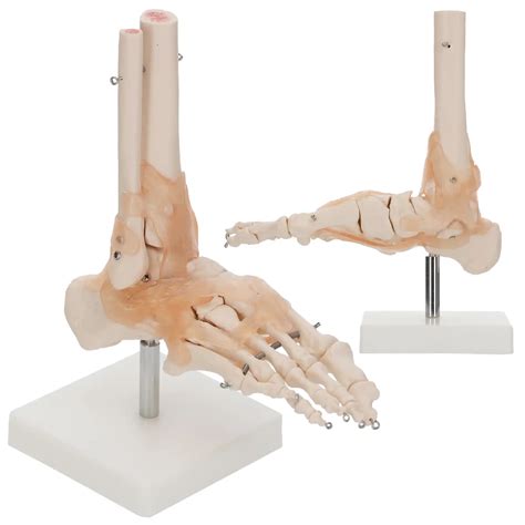 Model anatomiczny stawu skokowego z więzadłami w skali 1 1 LIFE SIZE