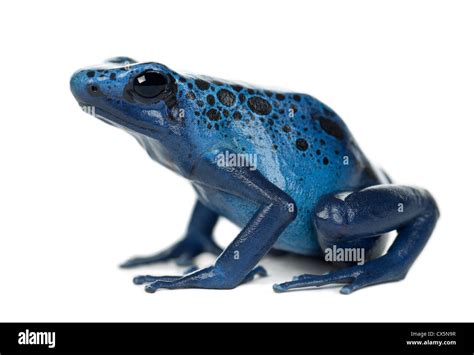 Blue Poison Dart Frog Wallpaper