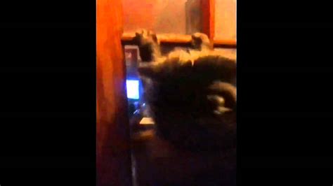 Spider Pussy YouTube