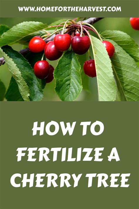 How To Fertilize A Cherry Tree In 2024 Cherry Fruit Tree Cherry