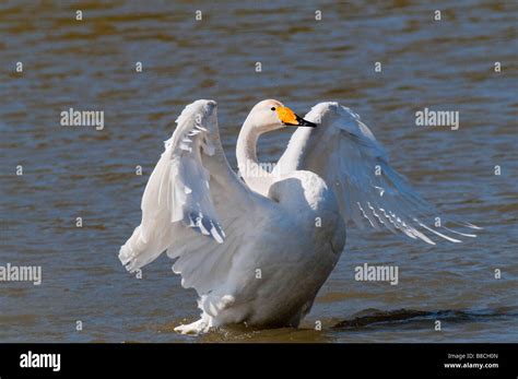 Singschwan Cygnus Cygnus European Whooper Swan Stock Photo Alamy