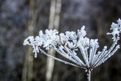 Free Images Tree Nature Branch Blossom Snow Winter Leaf Flower