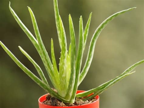 Aprende fácilmente cómo plantar y cuidar el aloe vera en casa Aloe