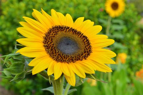 Sunflowers care - a guide to the most beautiful types | Livingetc