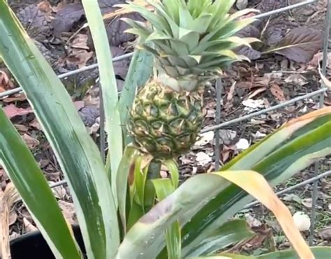 Grow Pineapples From The Store Fast And Easy ZERO GMO