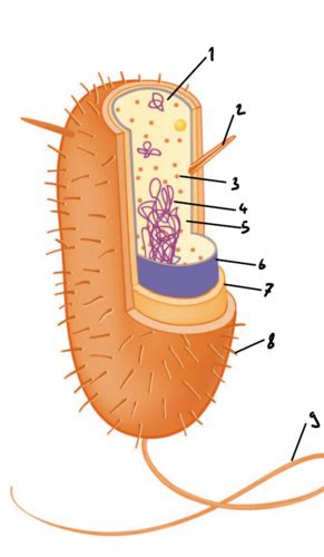 Bakterium Flashcards Quizlet