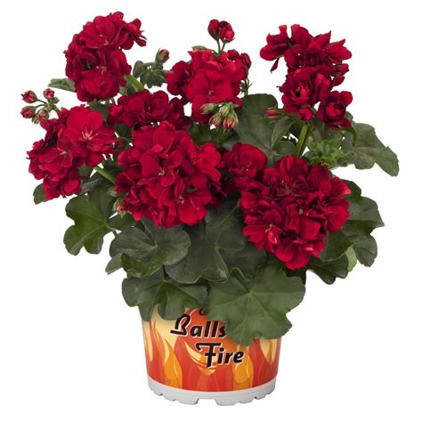 Ампельная плющелистная пеларгония (герань) Great Balls of Dark Red ...