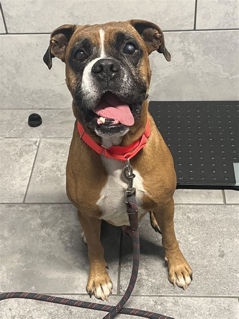 Atlas Ch Boxer Rescue