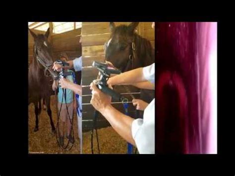 Equine Airway Inspection Endoscopy Using A Portascope PVSM9150