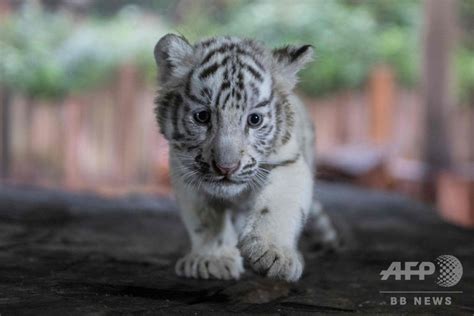 三つ子のホワイトタイガーの赤ちゃん、動物園で公開 中国・昆明 写真14枚 国際ニュース：afpbb News