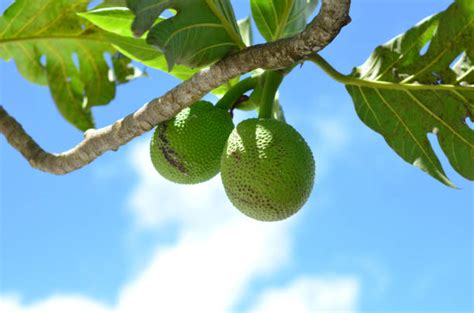 árbol Del Pan Banco De Fotos E Imágenes De Stock Istock