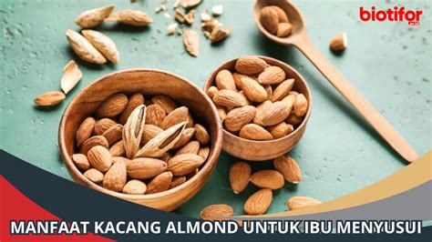 Manfaat Kacang Almond Untuk Ibu Menyusui Biotifor