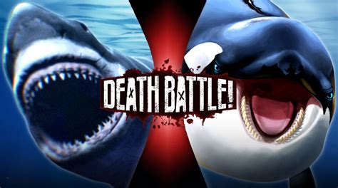 Great White Shark VS Killer Whale by squirrel-ghost on DeviantArt