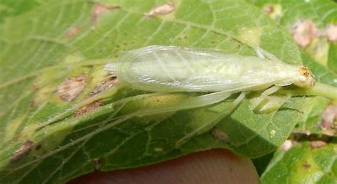 Snowy Tree Cricket Oecanthus Fultoni Bugguide