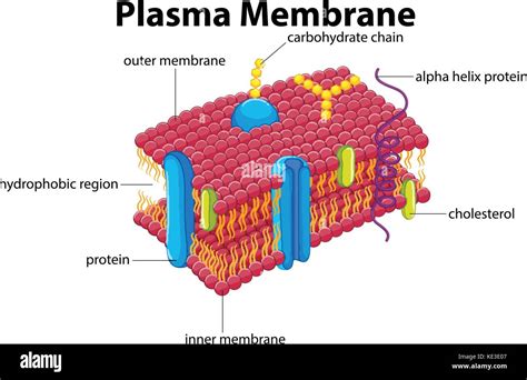 Simple Diagram Of Plasma Membrane