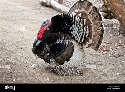 this is a side view of a turkey Stock Photo - Alamy