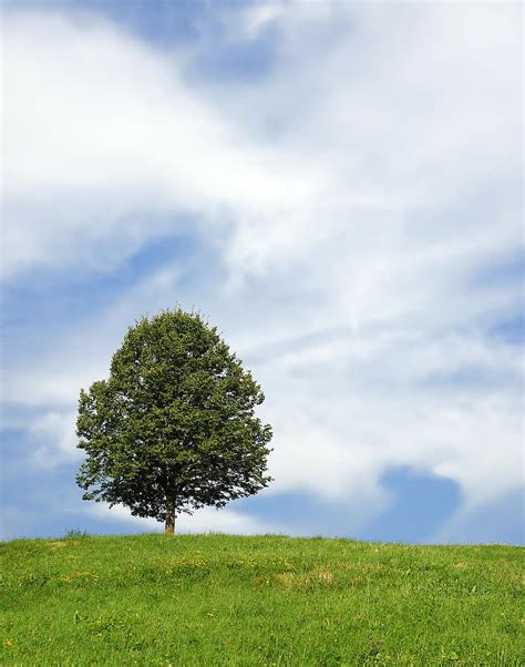 Nature Road Trees Transport Sky Clouds Lonely Road Summer Pikist