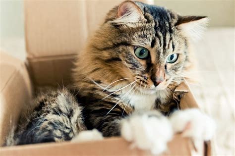 Pourquoi Les Chats Aiment Ils Les Cartons Voici La R Ponse Revue