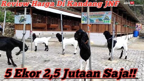 Review Harga Kambing Pe Di Jitu Noto Farm Harga Mulai Juta