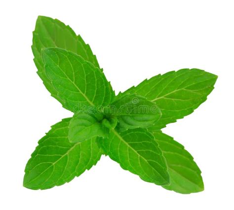 Fresh Raw Mint Leaves Isolated On White Background Stock Image Image