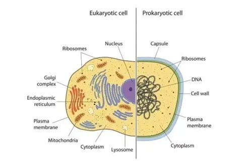 Prokaryotic Cells Definition Structure Characteristics Examples