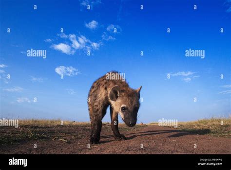 Spotted Hyena Crocuta Crocuta Juvenile Masai Mara Kenya Stock Photo