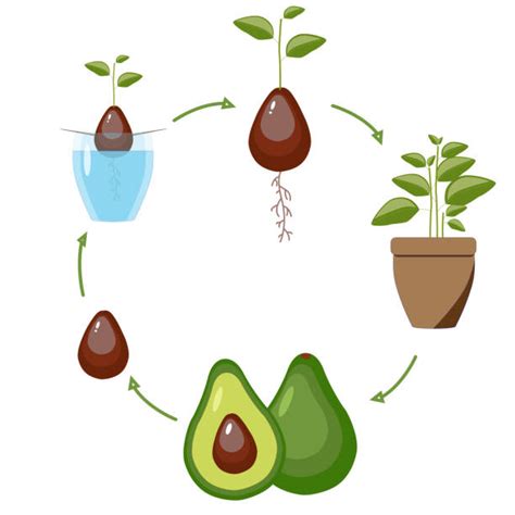 Growing An Avocado Tree Illustrations Royalty Free Vector Graphics