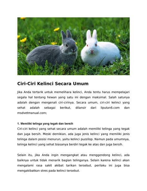 Rabbit Picture Ciri Ciri Kelinci Secara Umum Jika Anda Tertarik