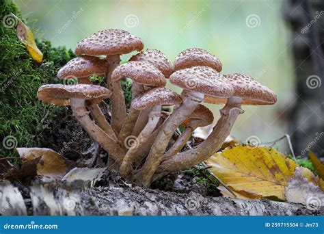 Armillaria Ostoyae Comestible Hongo Conocido Nmente Como Hongo De