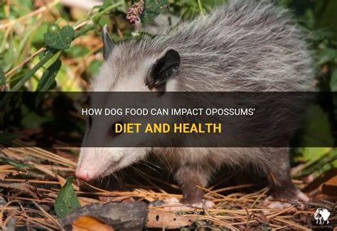 How Dog Food Can Impact Opossums' Diet And Health | PetShun