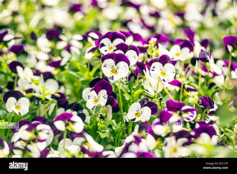 Beautiful pansy flowers in garden Stock Photo - Alamy