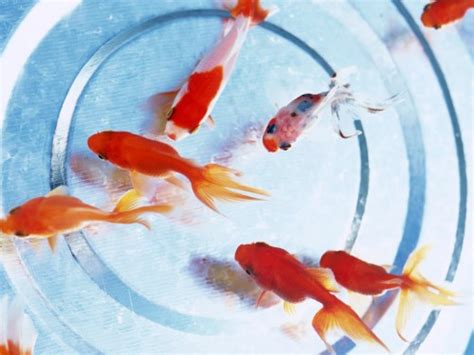 Animated Goldfish Wallpaper And Screensaver Wallpapersafari