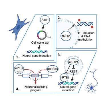 Ptbp Attenuation Facilitates Fibroblast To Neuron Conversion By