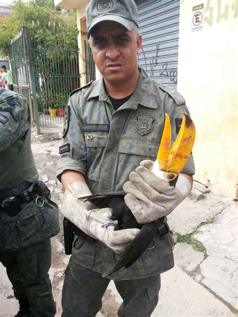 Guarda Ambiental De Guarulhos