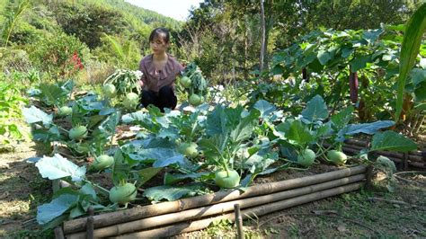 Harvesting Kohlrabi How To Preserve Kohlrabi For A Long Time YouTube