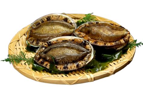 Live Ezo Awabi Abalone From Korea 1kg