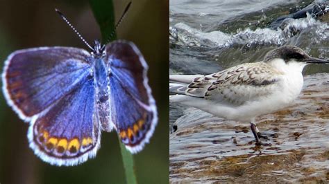 The Most Threatened Wildlife In Every State Wall St