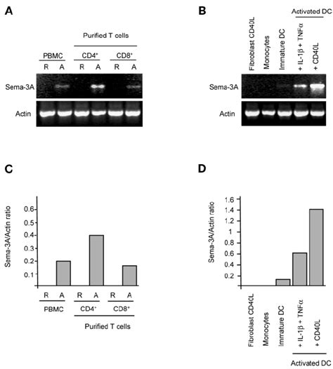 Sema A Is Expressed By Activated T Cells And By Dc Activated By