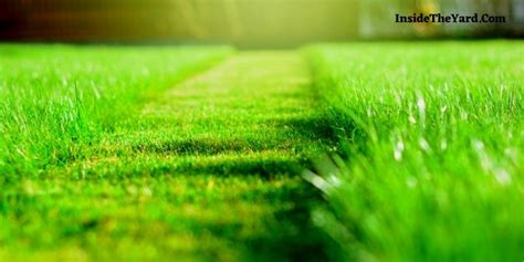 Use Short Grass That Doesn T Need Mowing For An Easy Peasy Lawn Care Inside The Yard